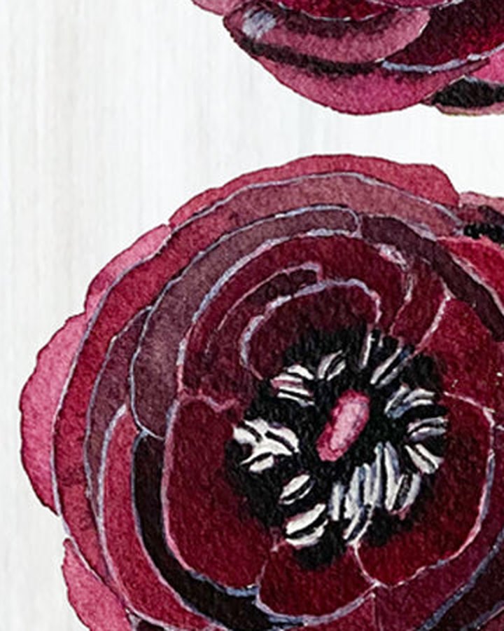 Close-up of a deep burgundy ranunculus flower with a dark center, from the Black Ranunculus on Snow print