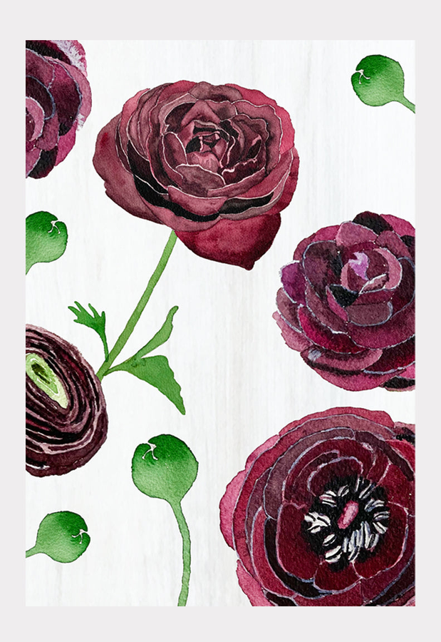 Art Print: Black Ranunculus on Snow