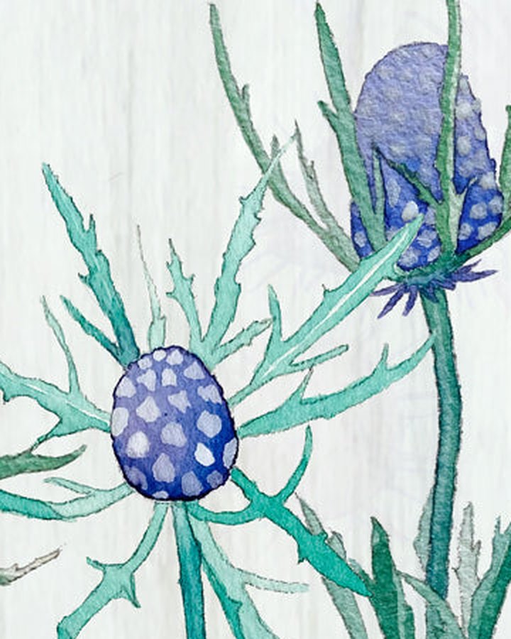 Close-up of watercolor purple thistle heads and teal-green spiky leaves, from the Purple Thistle on Snow print