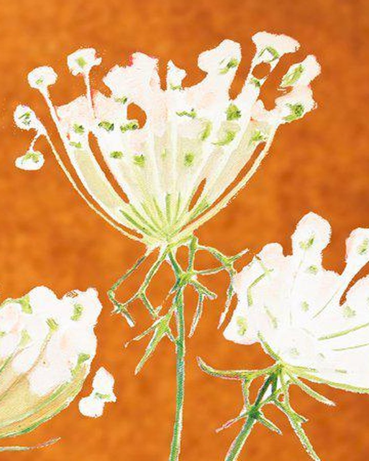 Close-up of cream Queen Anne’s Lace flower heads on a rusty orange ground, from the print