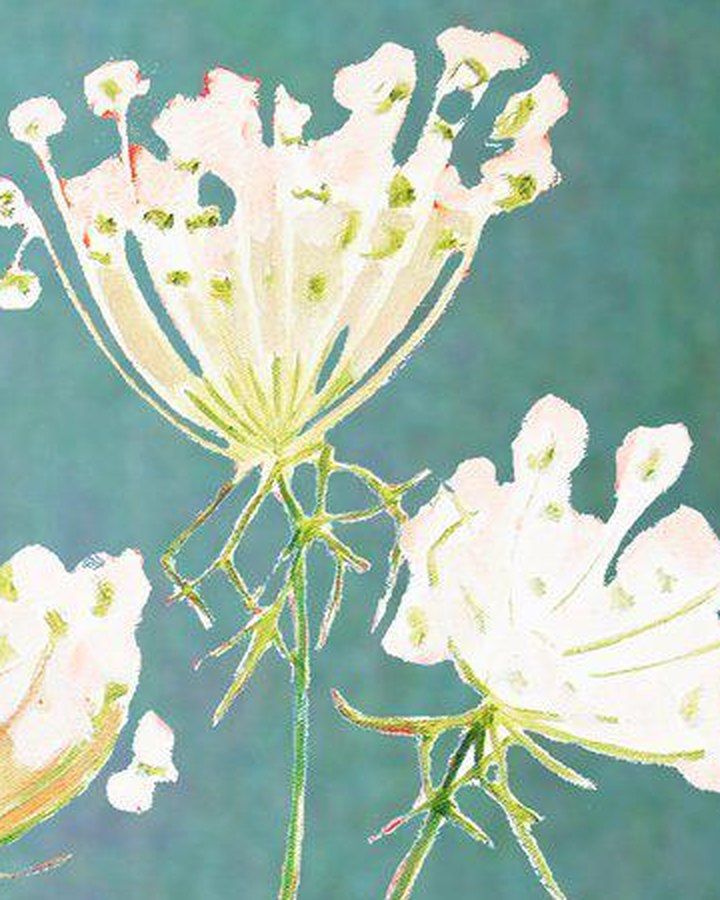 Close-up of cream Queen Anne’s Lace flower heads on a teal ground, from the print